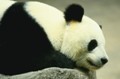 How to bear with Google’s Panda update